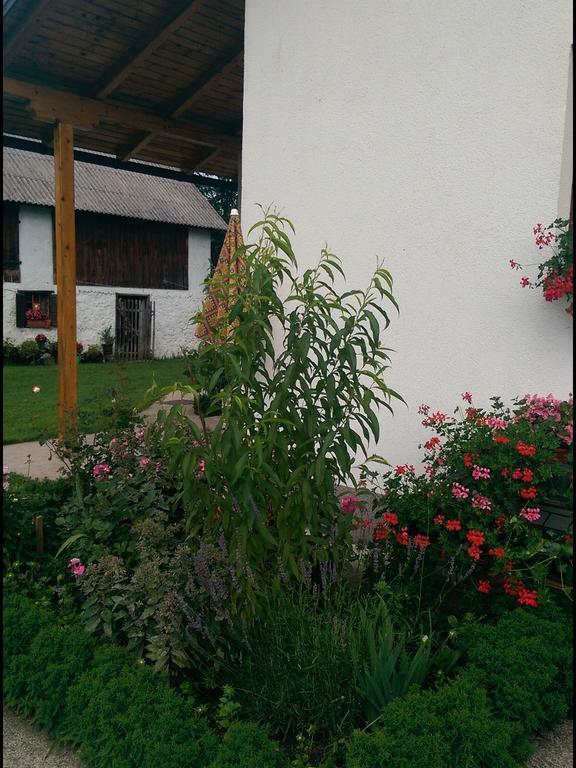 House Nada Apartamento Donji Babin Potok Exterior foto